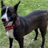 adoptable Dog in tonawanda, NY named Addy