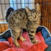adoptable Cat in tonawanda, NY named Bart
