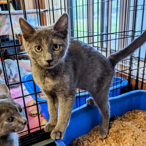 adoptable Cat in North Tonawanda, NY named Beth