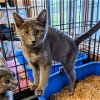 adoptable Cat in tonawanda, NY named Beth
