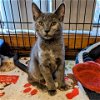 adoptable Cat in tonawanda, NY named Molly