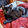 adoptable Cat in north tonawanda, NY named Juliet