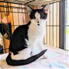 adoptable Cat in tonawanda, NY named Ophelia