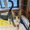 adoptable Cat in tonawanda, NY named Topper