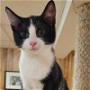 adoptable Cat in north tonawanda, NY named Kiwi