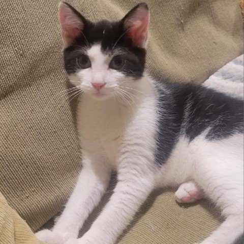 adoptable Cat in North Tonawanda, NY named Fig