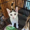 adoptable Cat in north tonawanda, NY named Mango