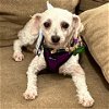 adoptable Dog in tonawanda, NY named Mikey