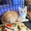 adoptable Cat in north tonawanda, NY named Joe Dirt