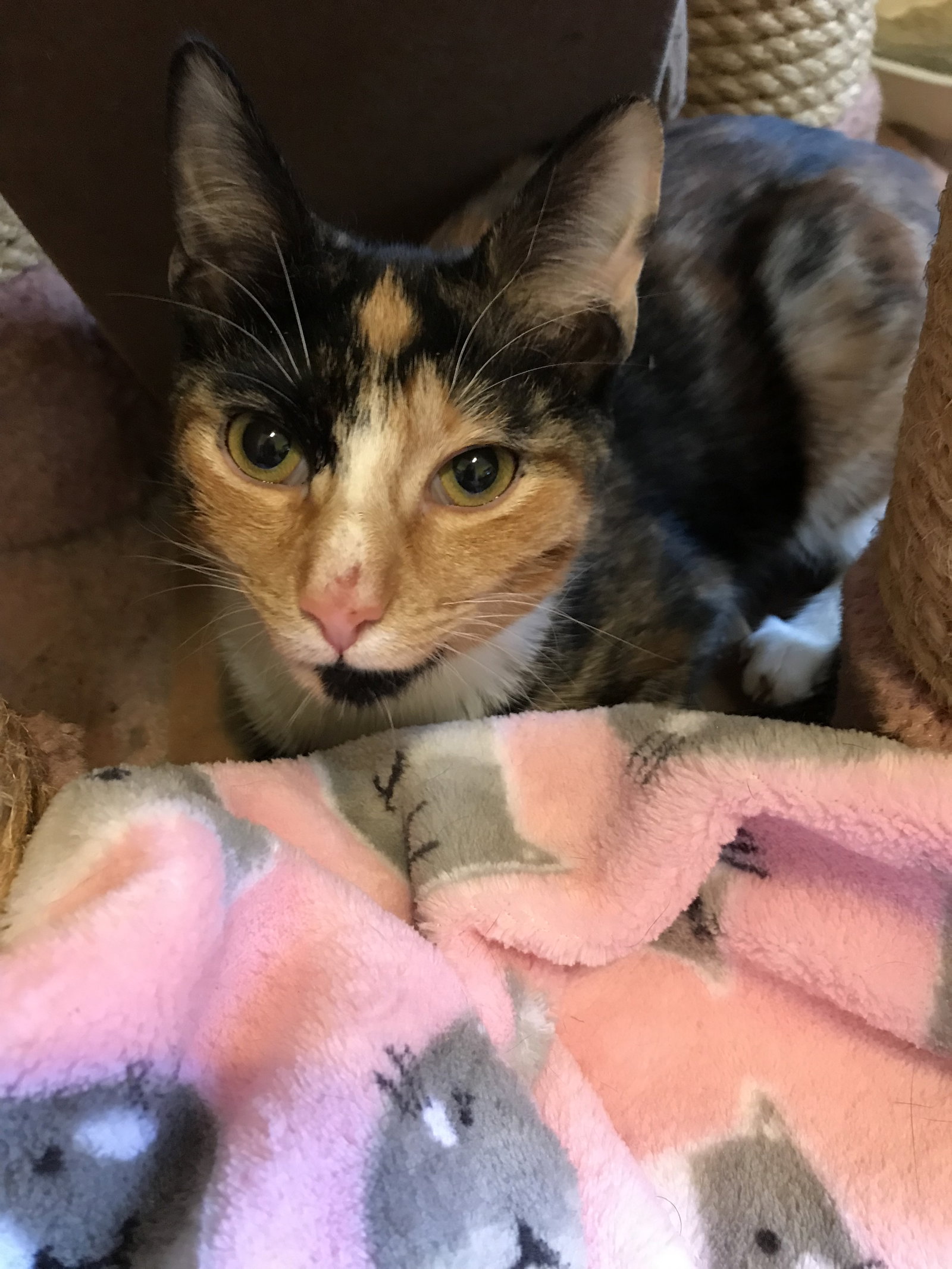 Cats for Adoption in Cayuga Heights, New York Alpha Paw