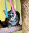 adoptable Cat in liverpool, NY named Polly