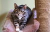 adoptable Cat in liverpool, NY named Macey