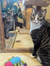 adoptable Cat in liverpool, NY named Meyer and Holly