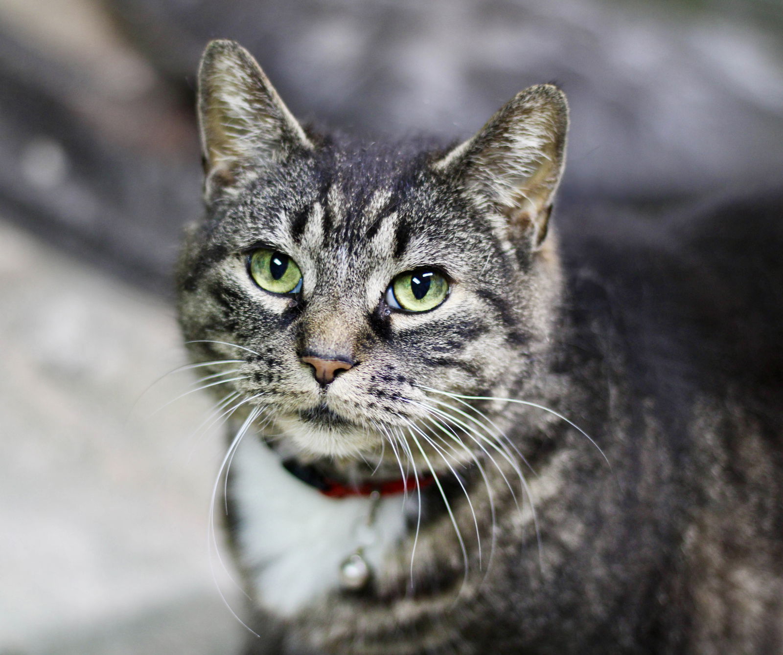 adoptable Cat in Liverpool, NY named Ari