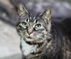 adoptable Cat in  named Ari