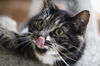adoptable Cat in  named Dulcie