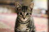 adoptable Cat in  named Fiona and Sparrow