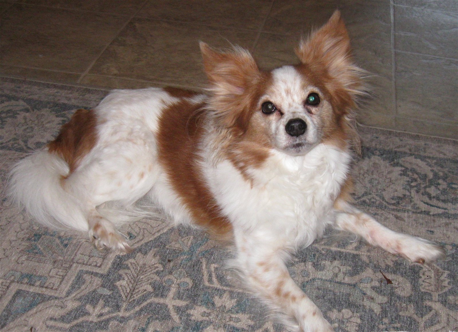 adoptable Dog in Marietta, GA named Lacey  (in  VA)