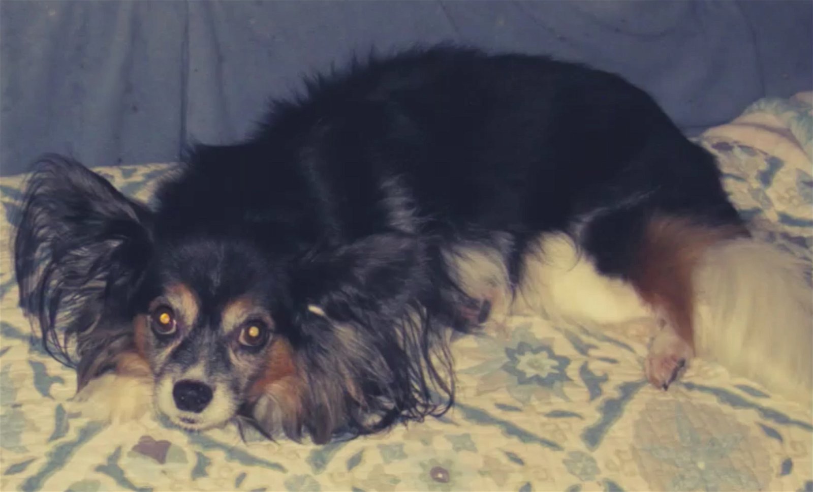 adoptable Dog in Marietta, GA named Leo  (in VA)