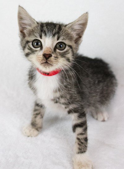 adoptable Cat in Kennesaw, GA named Miss Scarlet