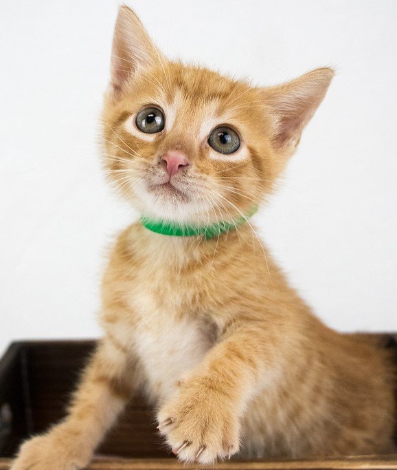 adoptable Cat in Kennesaw, GA named Mustard Colonel