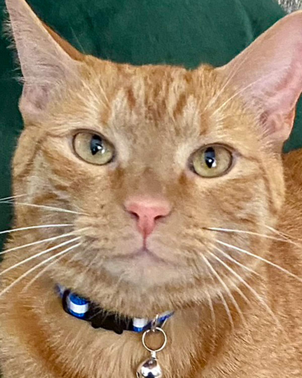 Cat adoption in Kennesaw, GA 30144 Domestic Short Hair / Tabby / Mixed