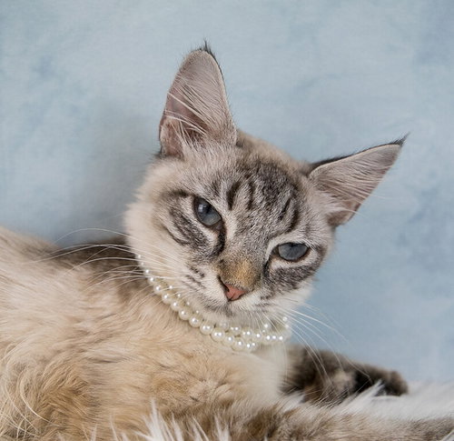 Darby, a cat for adoption from Mostly Mutts Animal Rescue & Adoption, Inc.