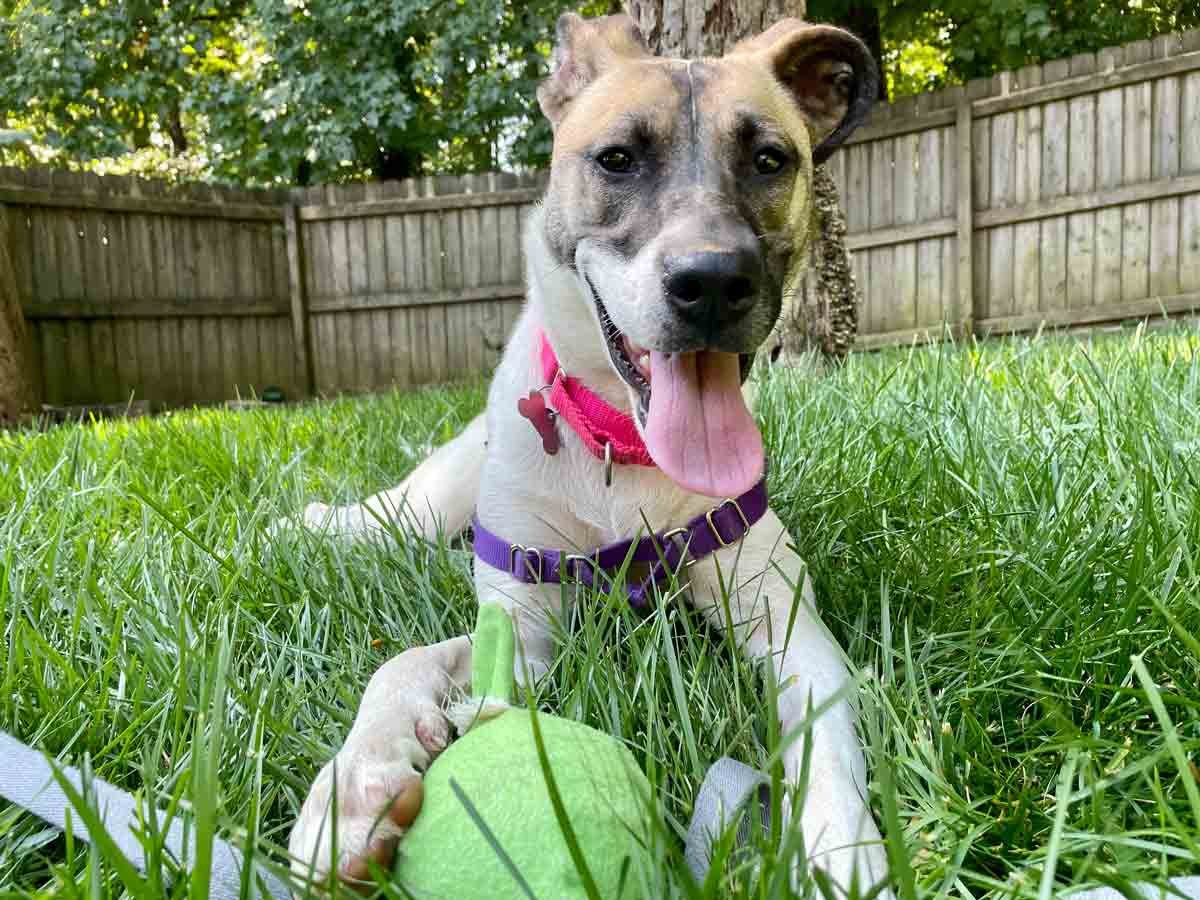 adoptable Dog in Kennesaw, GA named Winona
