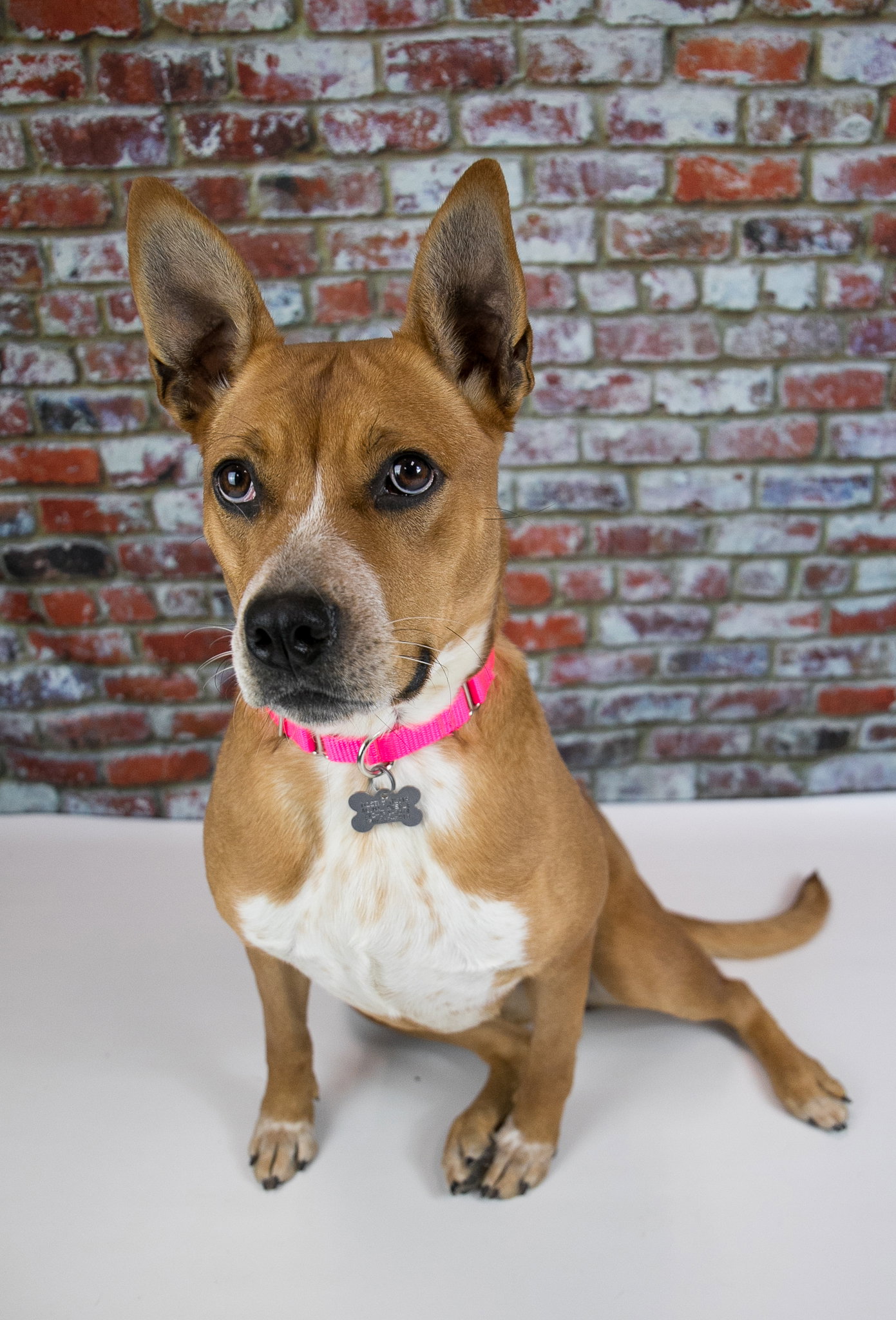 Dog for Adoption Persimmon, a Australian Cattle Dog/Blue Heeler in