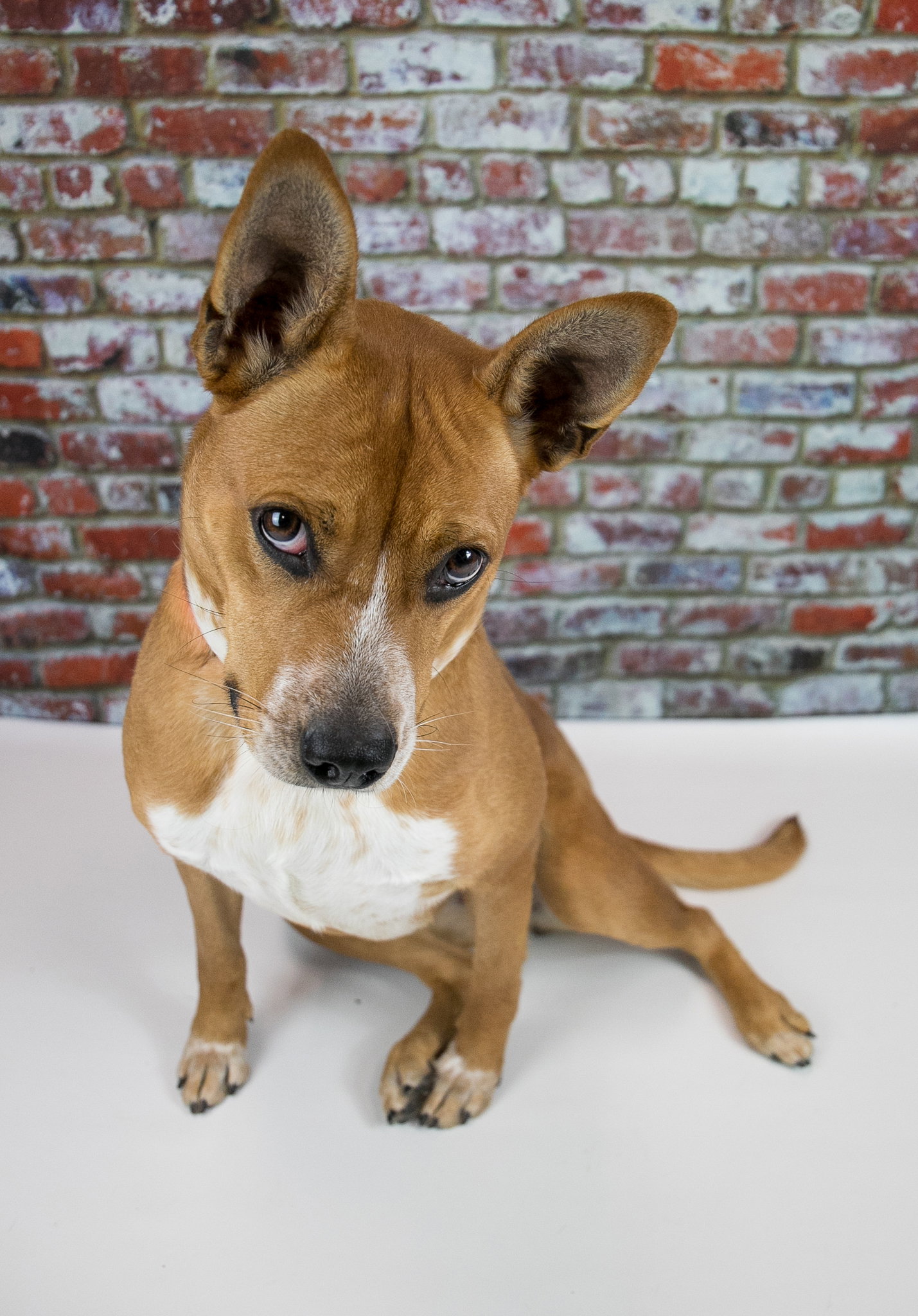 Dog for Adoption Persimmon, a Australian Cattle Dog/Blue Heeler in