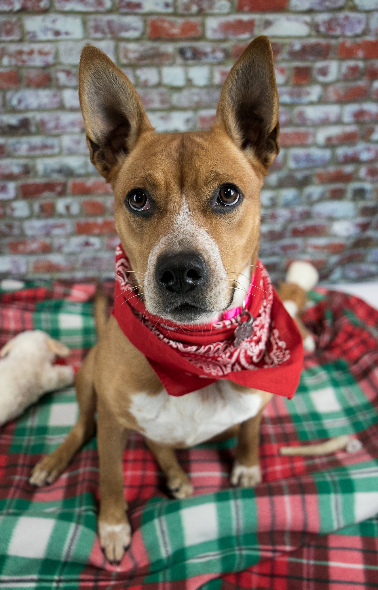 Dog for Adoption Persimmon, a Australian Cattle Dog/Blue Heeler in