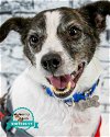 adoptable Dog in kennesaw, GA named Nitro