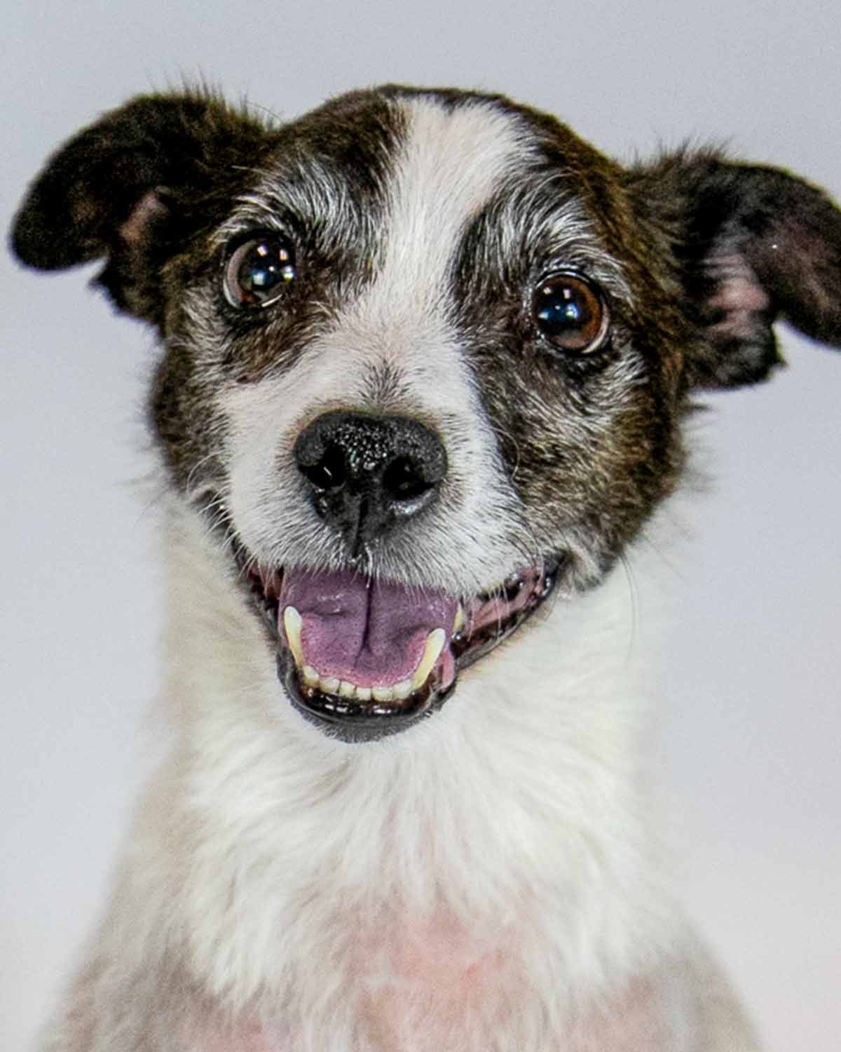 adoptable Dog in Kennesaw, GA named Nitro