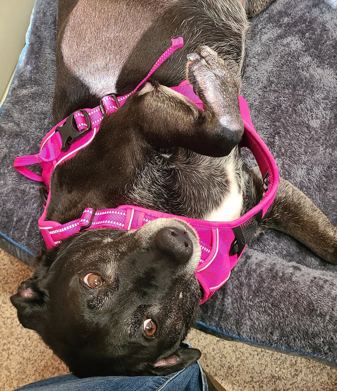 Dog for Adoption Susie, a Labrador Retriever in Rydal, GA Alpha Paw