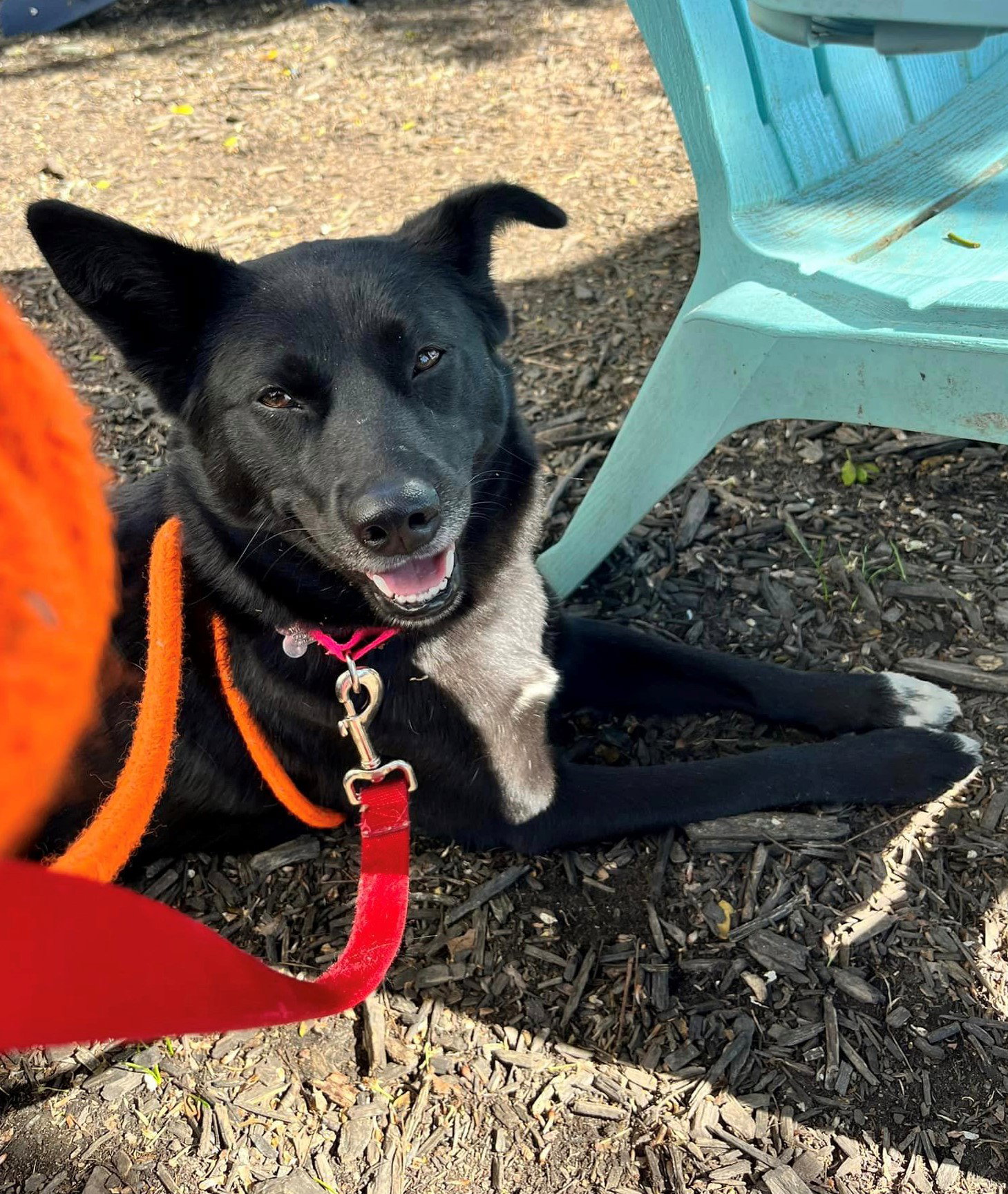 Dog for Adoption Bristol, a German Spitz in Atlanta, GA Alpha Paw