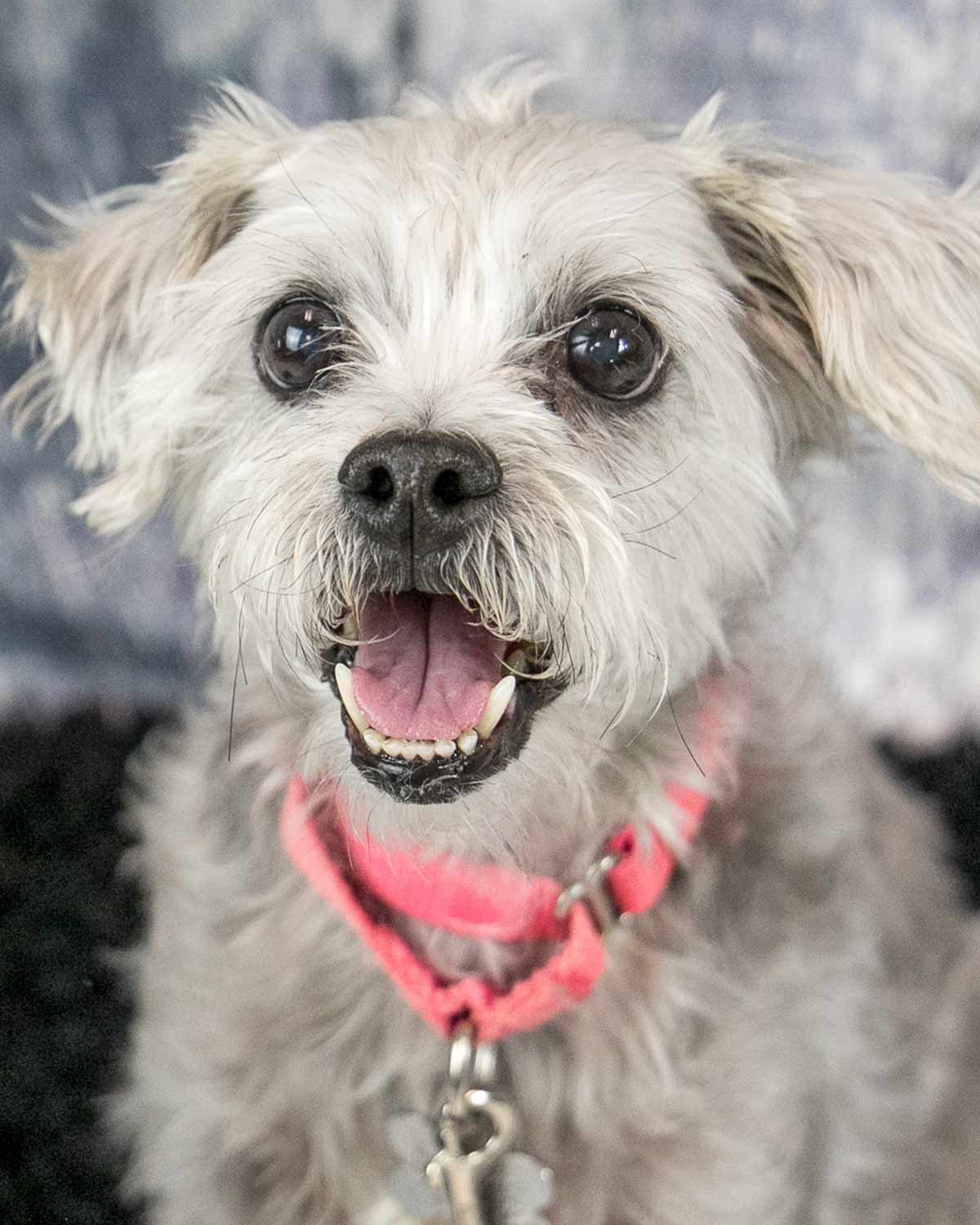 adoptable Dog in Kennesaw, GA named Bessie