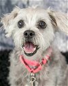 adoptable Dog in kennesaw, GA named Bessie