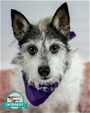 adoptable Dog in kennesaw, GA named Madelyn