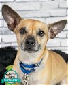 adoptable Dog in kennesaw, GA named Wesley