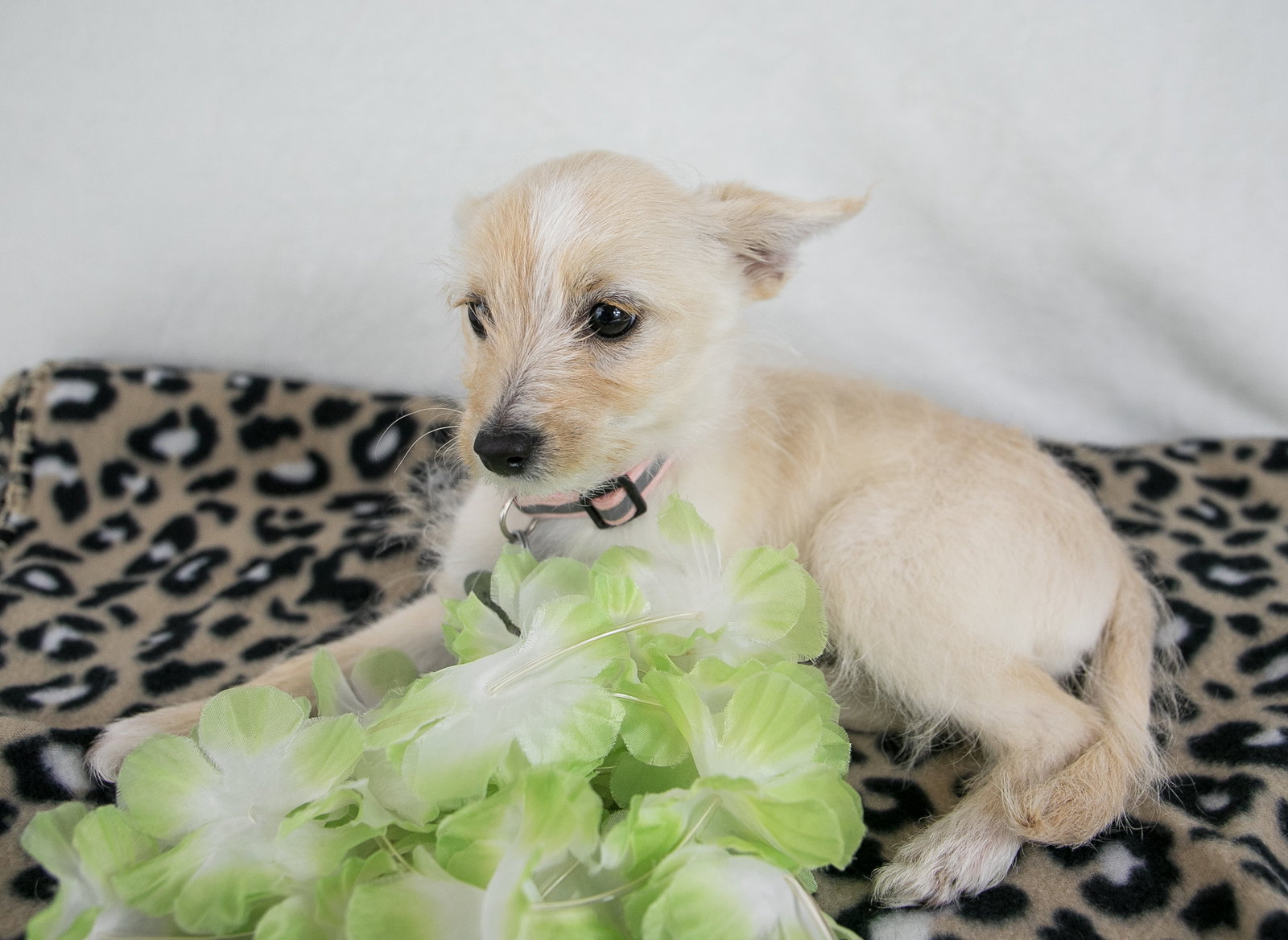 Dog for Adoption - Eden, a Chihuahua in Atlanta, GA | Alpha Paw