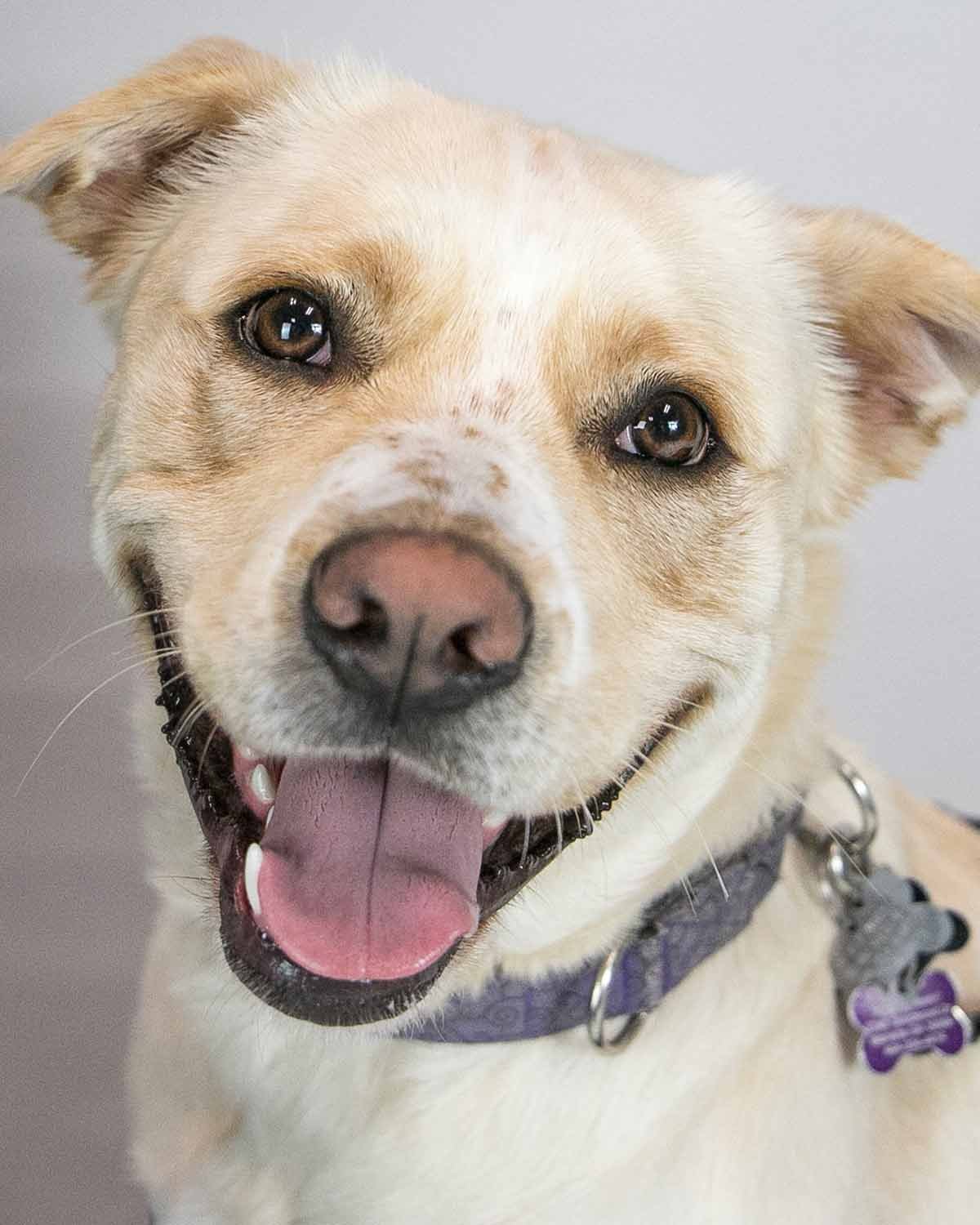 adoptable Dog in Kennesaw, GA named Islay