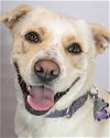adoptable Dog in kennesaw, ga, GA named Islay