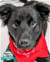 adoptable Dog in kennesaw, GA named Alex