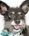 adoptable Dog in kennesaw, GA named Ruff