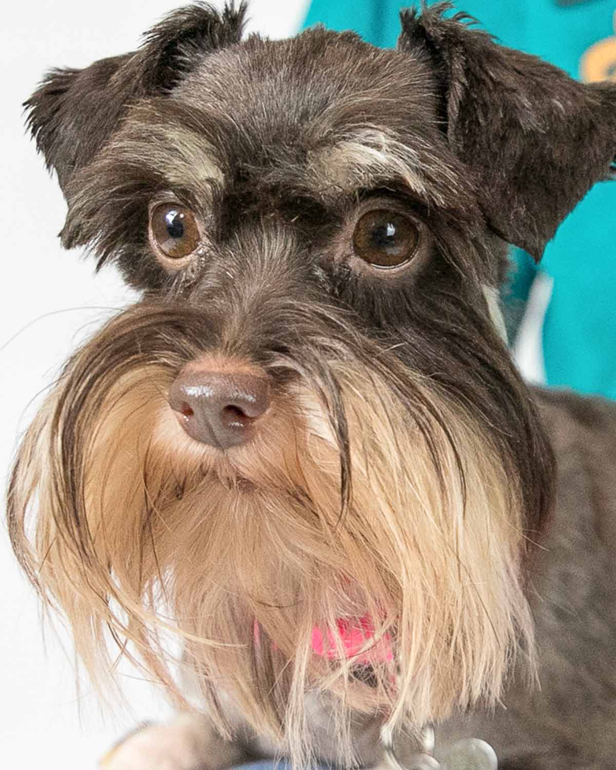 Dog adoption in Kennesaw, GA 30144 Schnauzer / Poodle (Miniature