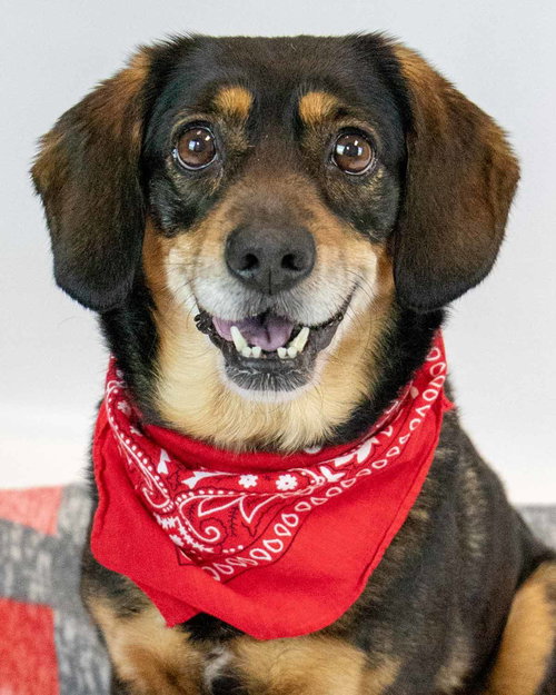 picture of the dog needing adoption