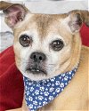 adoptable Dog in kennesaw, GA named Tex