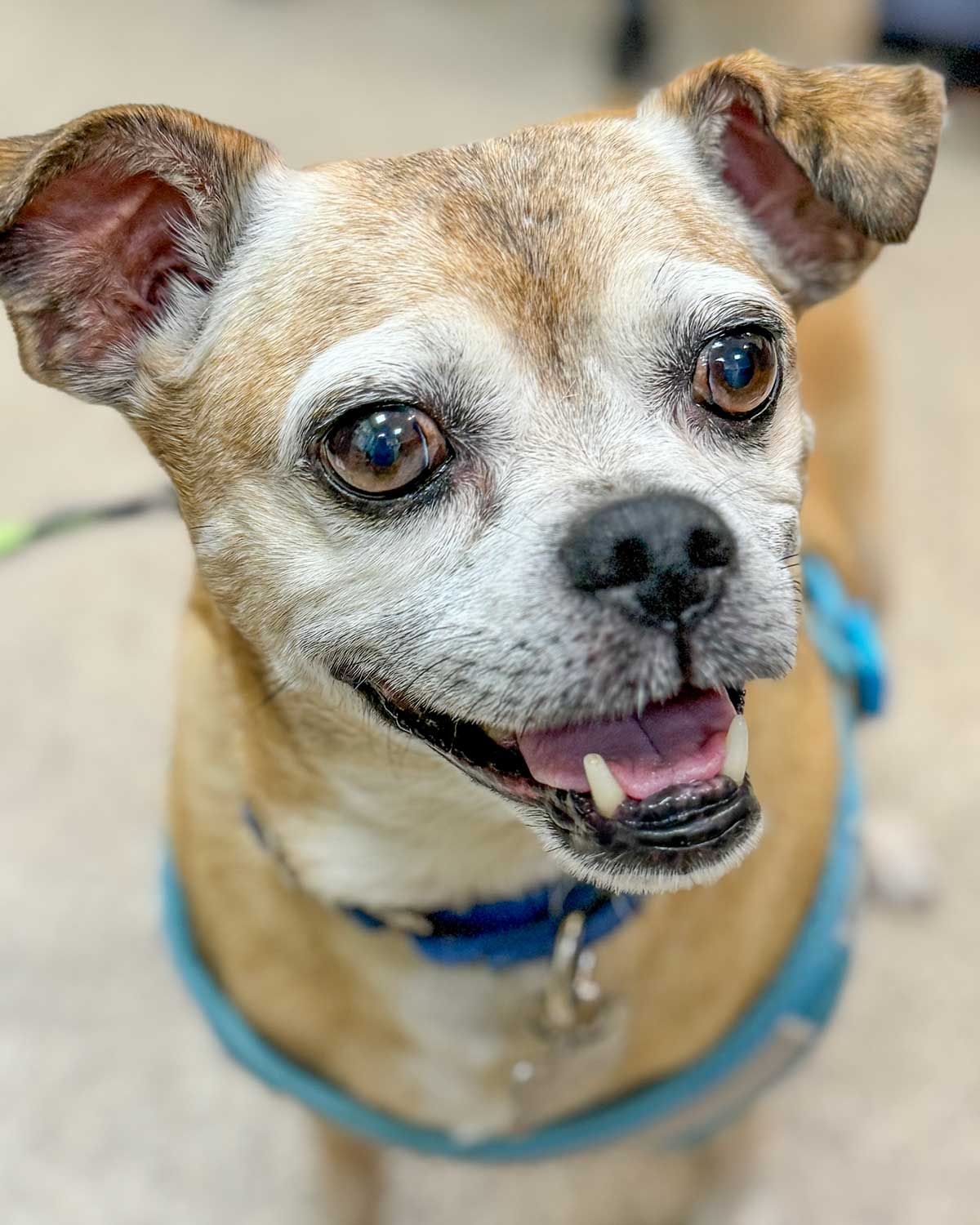 adoptable Dog in Kennesaw, GA named Tex