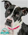 adoptable Dog in kennesaw, GA named Claudia