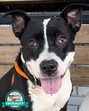 adoptable Dog in Kennesaw, GA named Claudia